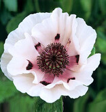 Papaver - Perry's White - 5 Planten - Oosterse Klaproos - Vaste Tuinplanten Kopen?