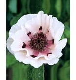 Papaver - Perry's White - 5 Planten - Oosterse Klaproos - Vaste Tuinplanten Kopen?