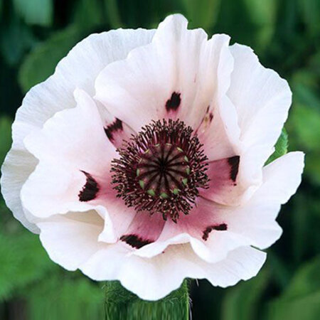 Mohn - Perry's White - 5 Pflanzen - Orientalischer Mohn - Mehrjährige Gartenpflanzen kaufen?