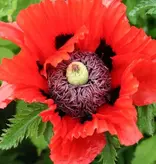 Mohn - Türkenlouis - 5 Pflanzen - Orientalischer Mohn - Mehrjährige Gartenpflanzen kaufen?