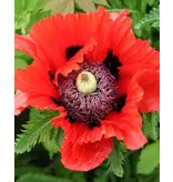 Poppy - Türkenlouis - 3 Plants - Oriental Poppy - Buy Perennial Garden Plants?