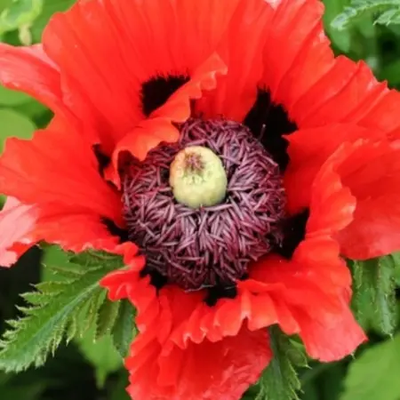 Mohn - Türkenlouis - 5 Pflanzen - Orientalischer Mohn - Mehrjährige Gartenpflanzen kaufen?