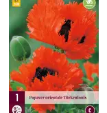 Mohn - Türkenlouis - 3 Pflanzen - Orientalischer Mohn - Mehrjährige Gartenpflanzen kaufen?