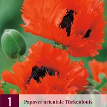 Mohn - Türkenlouis - 3 Pflanzen