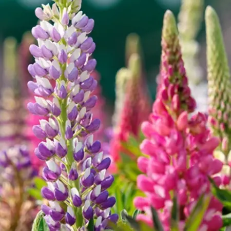 Lupin - Blue, Pink, Yellow, White, Red - 10 Plants - Buy Butterfly Flower - Perennial Plants?