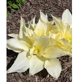 Hosta - White Feather - 3 Plants - Heart Lily - Perennial Plants - Groundcover