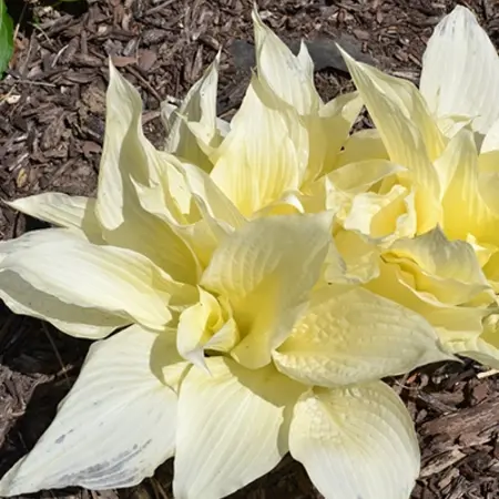 Hosta - White Feather - 3 Planten - Hartlelie - Vaste Planten - Bodembedekker