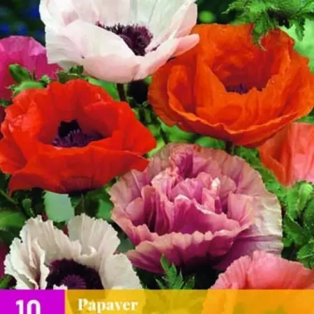 Mohn - Mix - 10 Pflanzen - Orientalischer Mohn - Mehrjährige Gartenpflanzen kaufen?