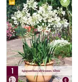 Agapanthus Africanus Albus - 3 Planten - Afrikaanse Lelie - Zomerbloeiers Kopen?