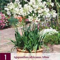 Agapanthus Africanus Albus - 3 Plants