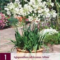 Agapanthus Africanus Albus - 3 Pflanzen