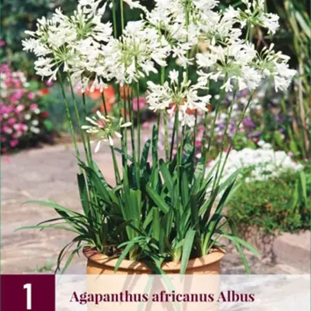 Agapanthus Africanus Albus - 3 Planten - Afrikaanse Lelie - Zomerbloeiers Kopen?
