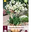 Agapanthus Africanus Albus - 3 Plants - African Lily - Buy Summer Flowers?