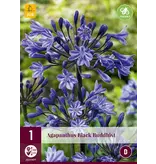 Agapanthus Black Buddhist - 3 Pflanzen - Afrikanische Lilie - Sommerblumen kaufen?