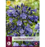 Agapanthus Black Buddhist - 3 Plants - African Lily - Buy Summer Flowers?