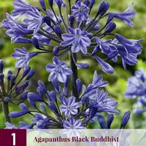 Agapanthus Black Buddhist - 3 Planten