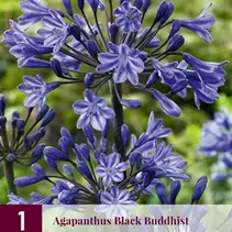 Agapanthus Black Buddhist - 3 Pflanzen