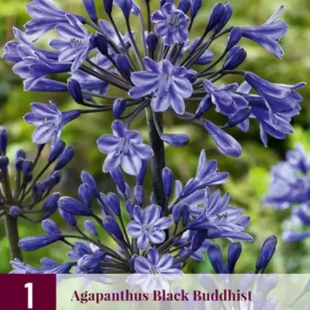 Agapanthus Black Buddhist - 3 Planten - Afrikaanse Lelie - Zomerbloeiers Kopen?