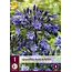 Agapanthus Black Buddhist - 3 Plants - African Lily - Buy Summer Flowers?