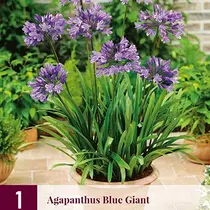 Agapanthus Blue Giant - 3 plants