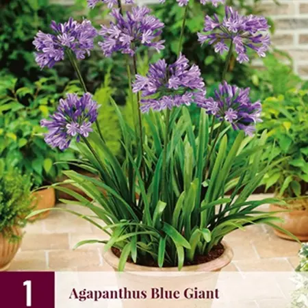 Agapanthus Blue Giant - 3 Pflanzen - Afrikanische Lilie - Sommerblumen kaufen?