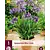 Agapanthus Blauer Riese - 3 Pflanzen