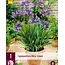 Agapanthus Blue Giant - 3 Pflanzen - Afrikanische Lilie - Sommerblumen kaufen?