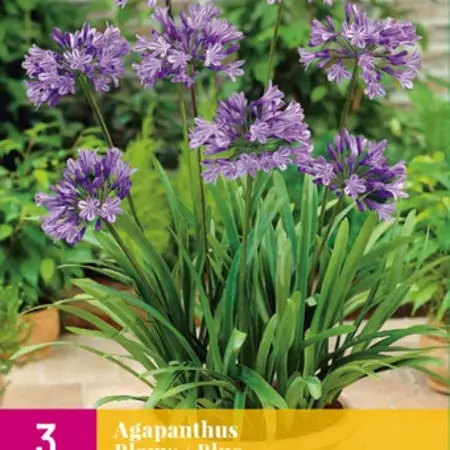 Agapanthus Blauw - 3 Planten - Afrikaanse Lelie - Zomerbloeiers Kopen?