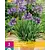 Agapanthus Blue - 3 Plants