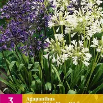 Agapanthus Blauw / Wit - 3 Planten