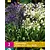 Agapanthus Blauw / Wit - 3 Planten