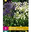 Agapanthus Blau / Weiß - 3 Pflanzen - Afrikanische Lilie - Sommerblumen kaufen?