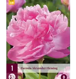 Peony Alexander Fleming - 3 Plants - Buy Double/Pink Peonies?