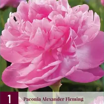 Pioenroos Alexander Fleming - 3 Planten