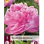 Peony Alexander Fleming - 3 Plants - Buy Double/Pink Peonies?