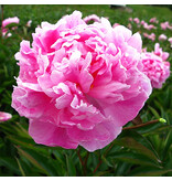 Peony Alexander Fleming - 5 Plants - Buy Double/Pink Peonies?