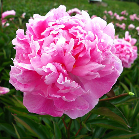 Peony Alexander Fleming - 5 Plants - Buy Double/Pink Peonies?
