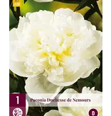 Pioenroos Duchesse De Nemours - 3 Planten - Dubbele / Witte Pioenrozen Kopen?