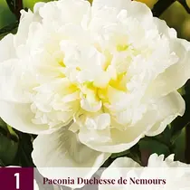 Pioenroos Duchesse De Nemours - 3 Planten
