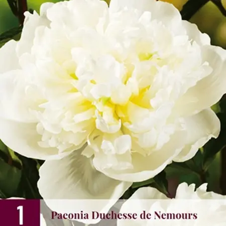 Pioenroos Duchesse De Nemours - 3 Planten - Dubbele / Witte Pioenrozen Kopen?