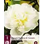 Peony Duchesse De Nemours - 3 Plants - Buy Double / White Peonies?