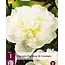 Pfingstrose Duchesse De Nemours - 3 Pflanzen - Doppelte / weiße Pfingstrosen kaufen?