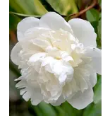 Peony Duchesse De Nemours - 3 Plants - Buy Double / White Peonies?