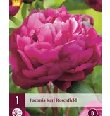 Pioenroos Karl Rosenfield - 3 Planten - Roze / Paarse Pioenrozen Kopen?