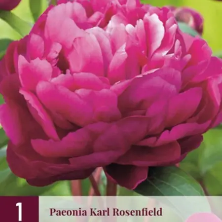 Pioenroos Karl Rosenfield - 3 Planten - Roze / Paarse Pioenrozen Kopen?