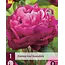 Peony Karl Rosenfield - 3 Plants - Buy Pink/Purple Peonies?