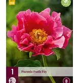 Peony Paula Fay - 3 Plants - Buy Early-Flowering, Pink Peony?