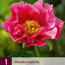 Pioenroos Paula Fay - 3 Planten