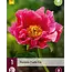Peony Paula Fay - 3 Plants - Buy Early-Flowering, Pink Peony?