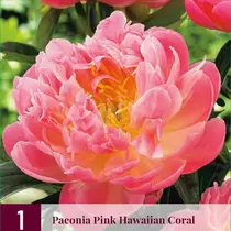 Pioenroos Pink Hawaiian Coral - 3 Planten